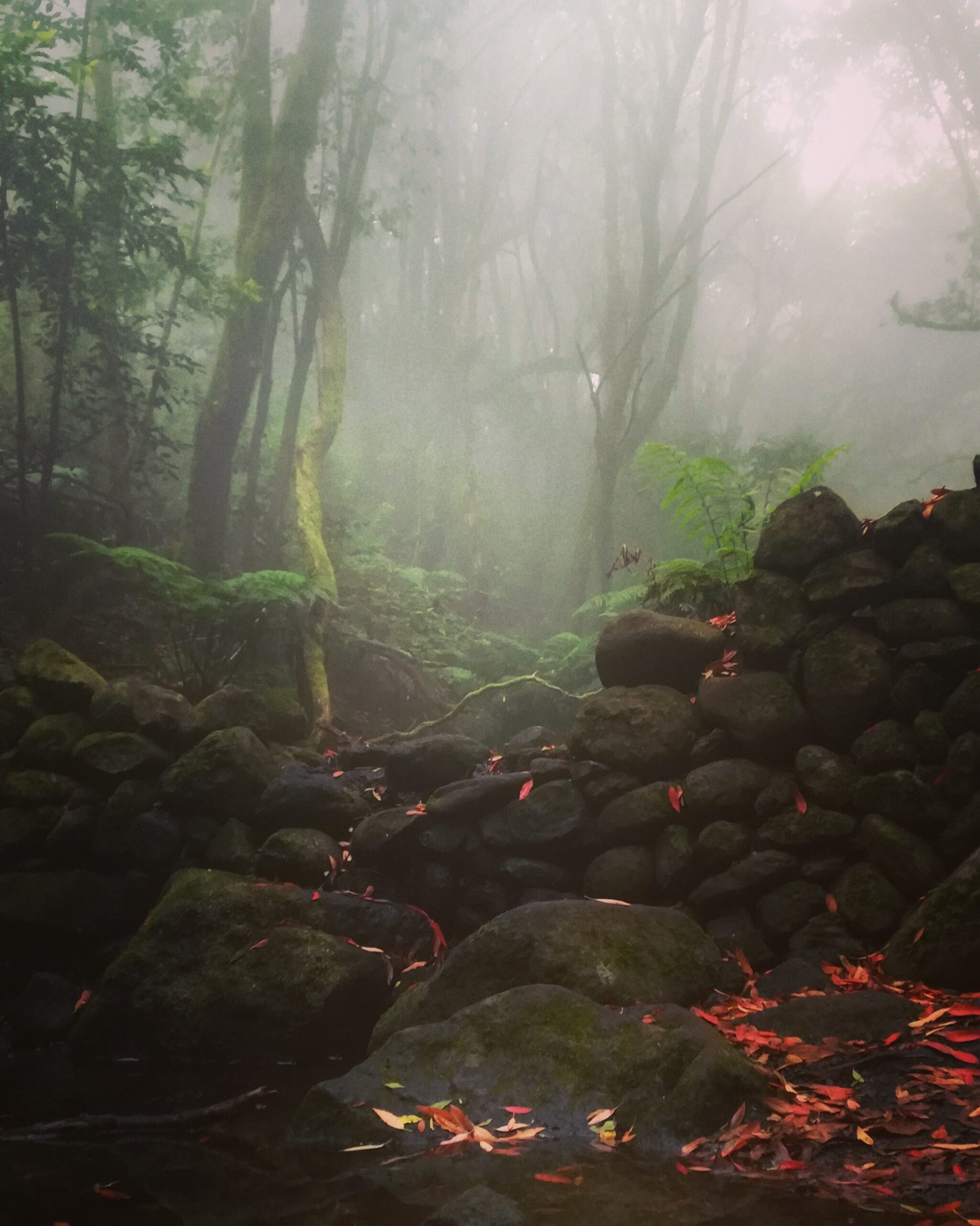 Senderismo en El Cedro (parque nacional de Garajonay)