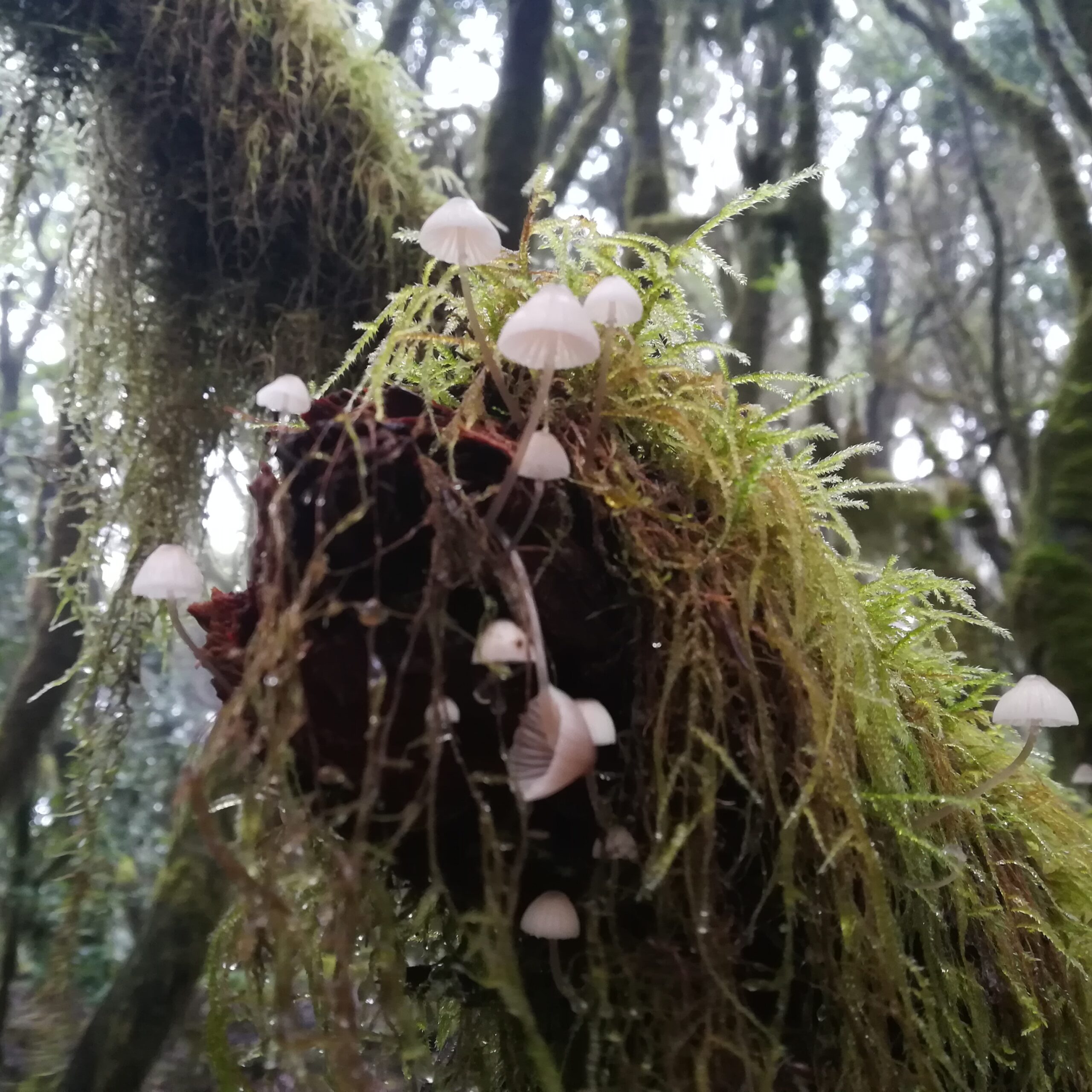 Senderismo en otoño en el Garajonay
