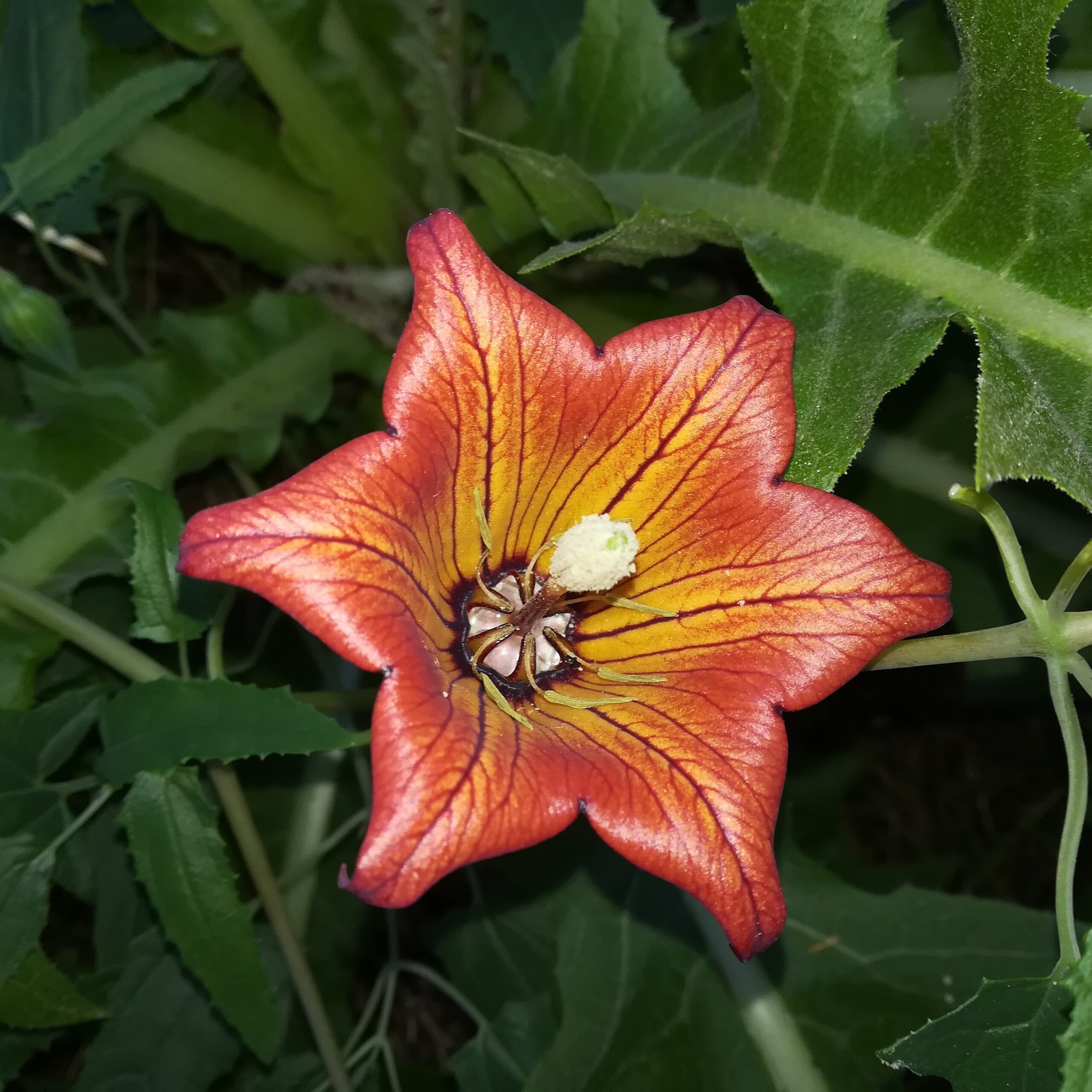 Ipalan photo