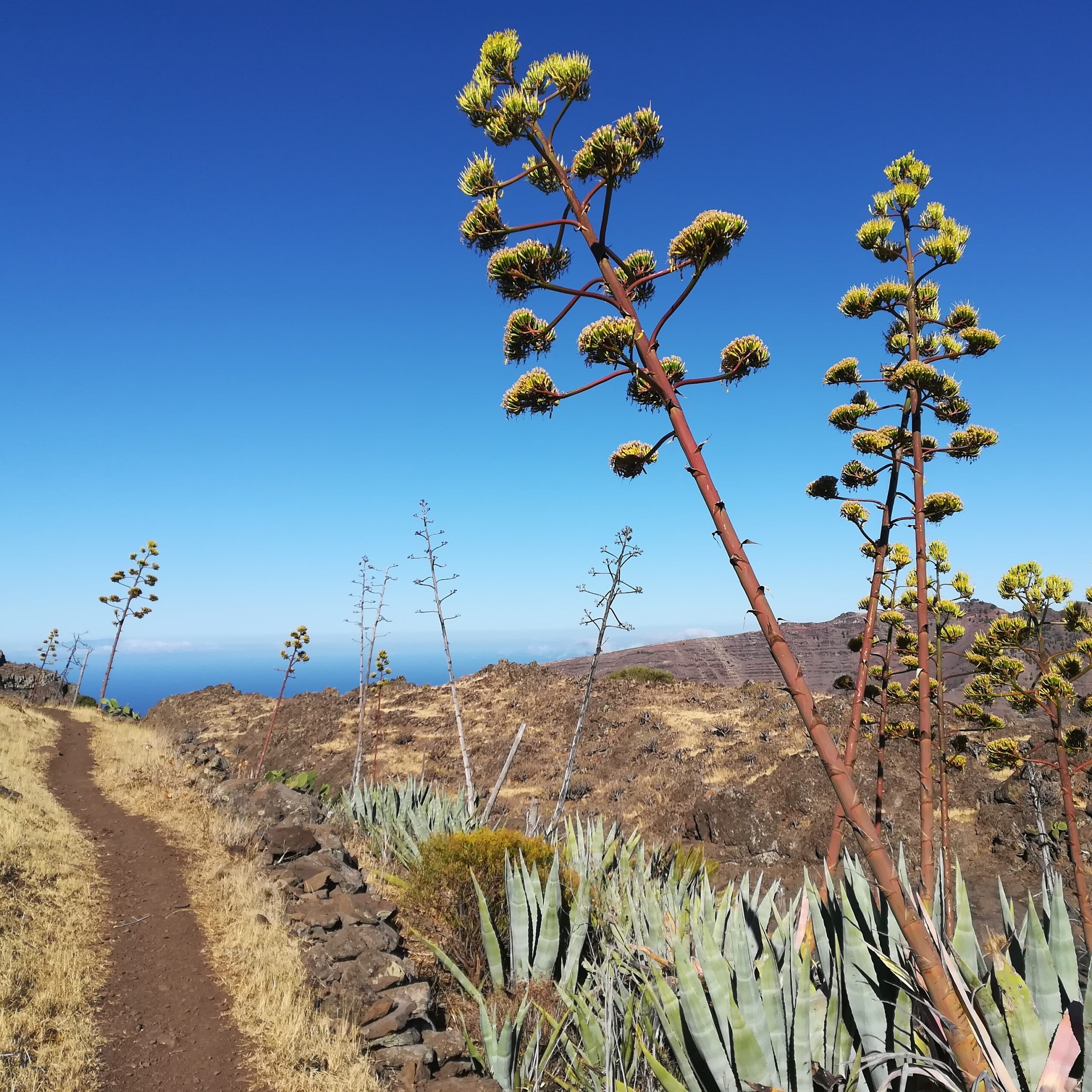 Trekking Chipude