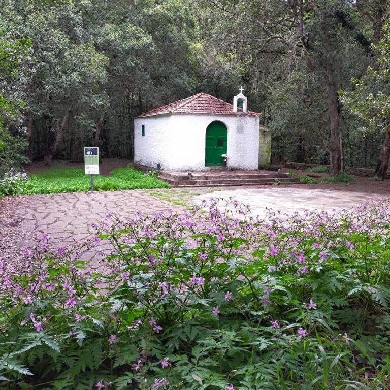 Senderismo N1_Ruta Garajonay, El Cedro