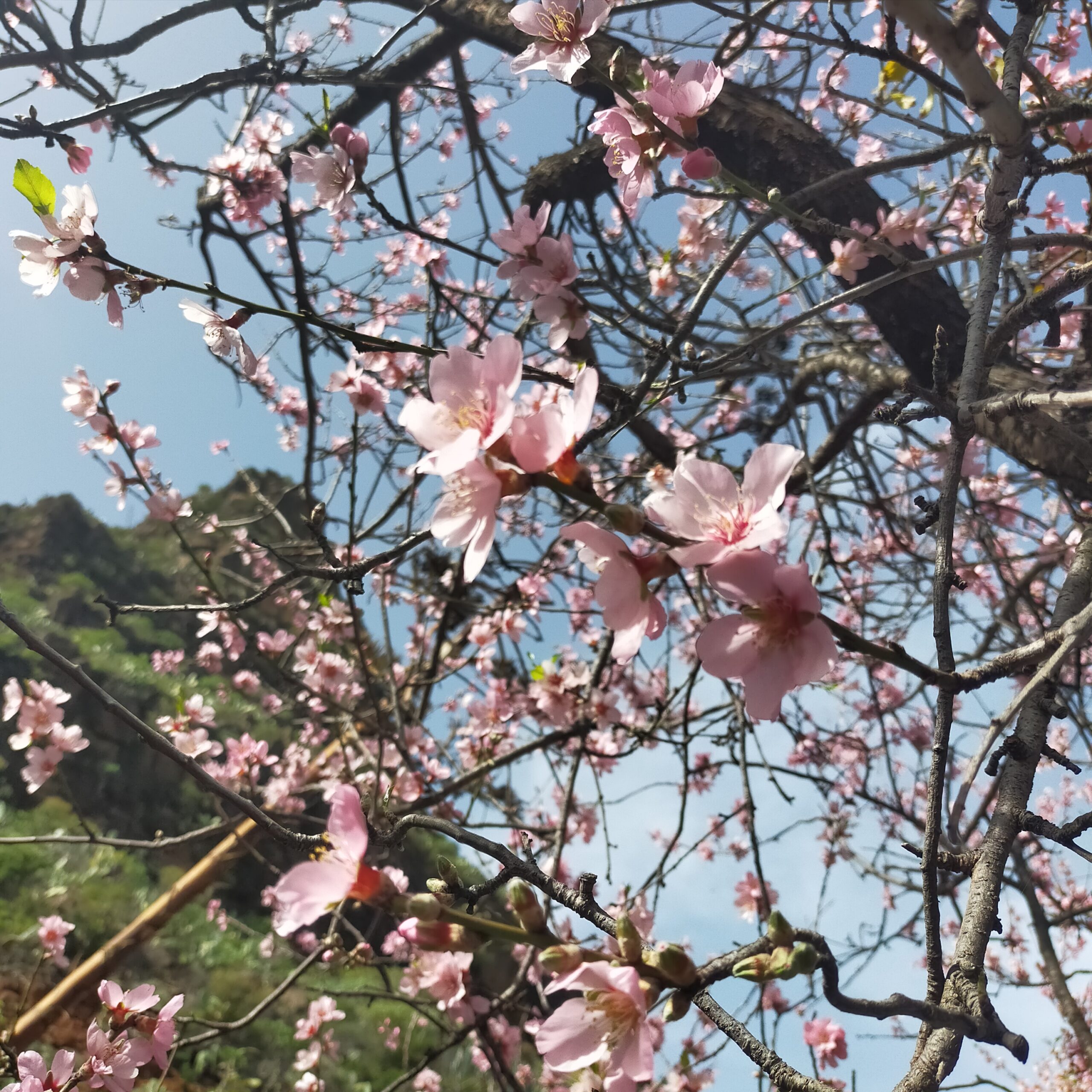 almendros en flor