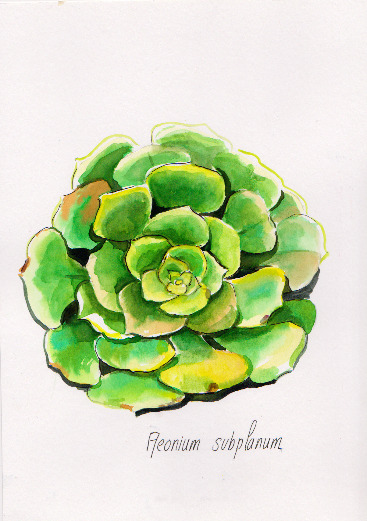 Aeonium Subplanum- Laure Bailly