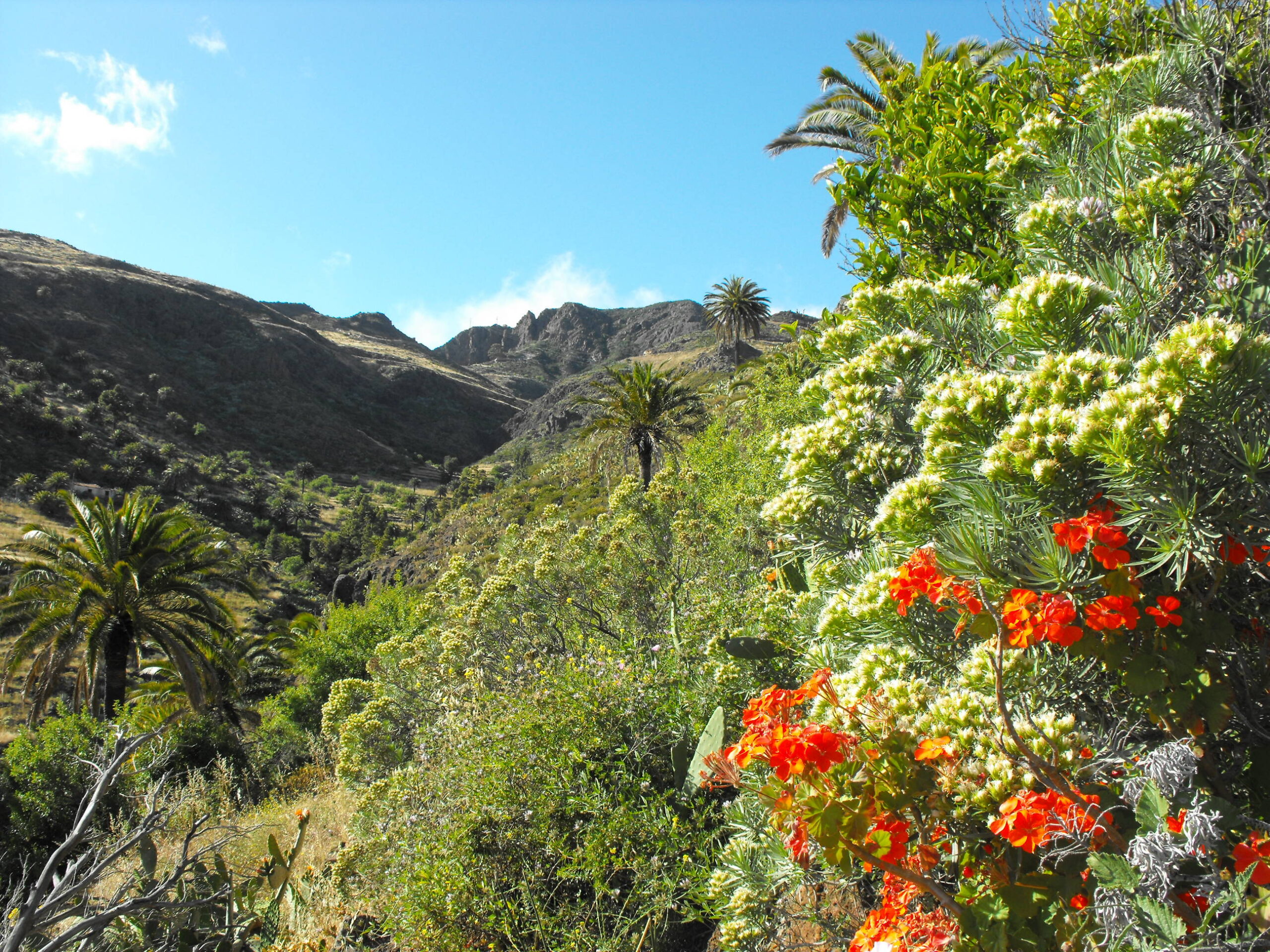 Alajeró barranco drago