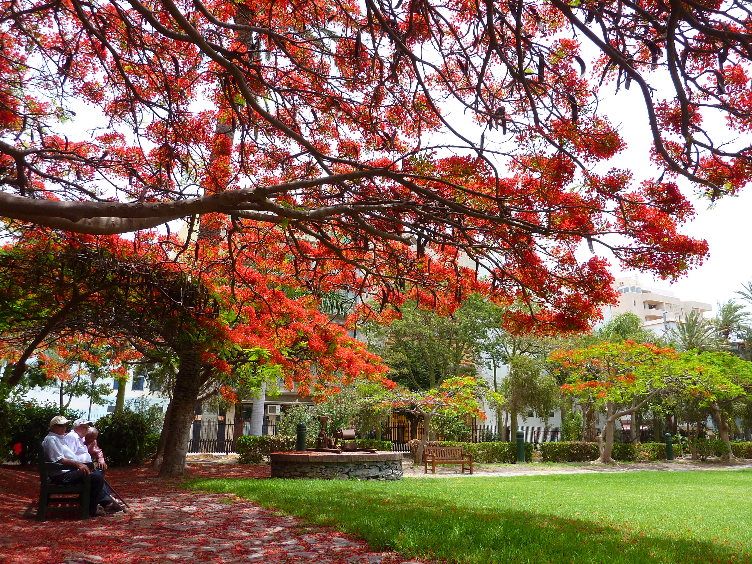 Flamboyants San Sebastián
