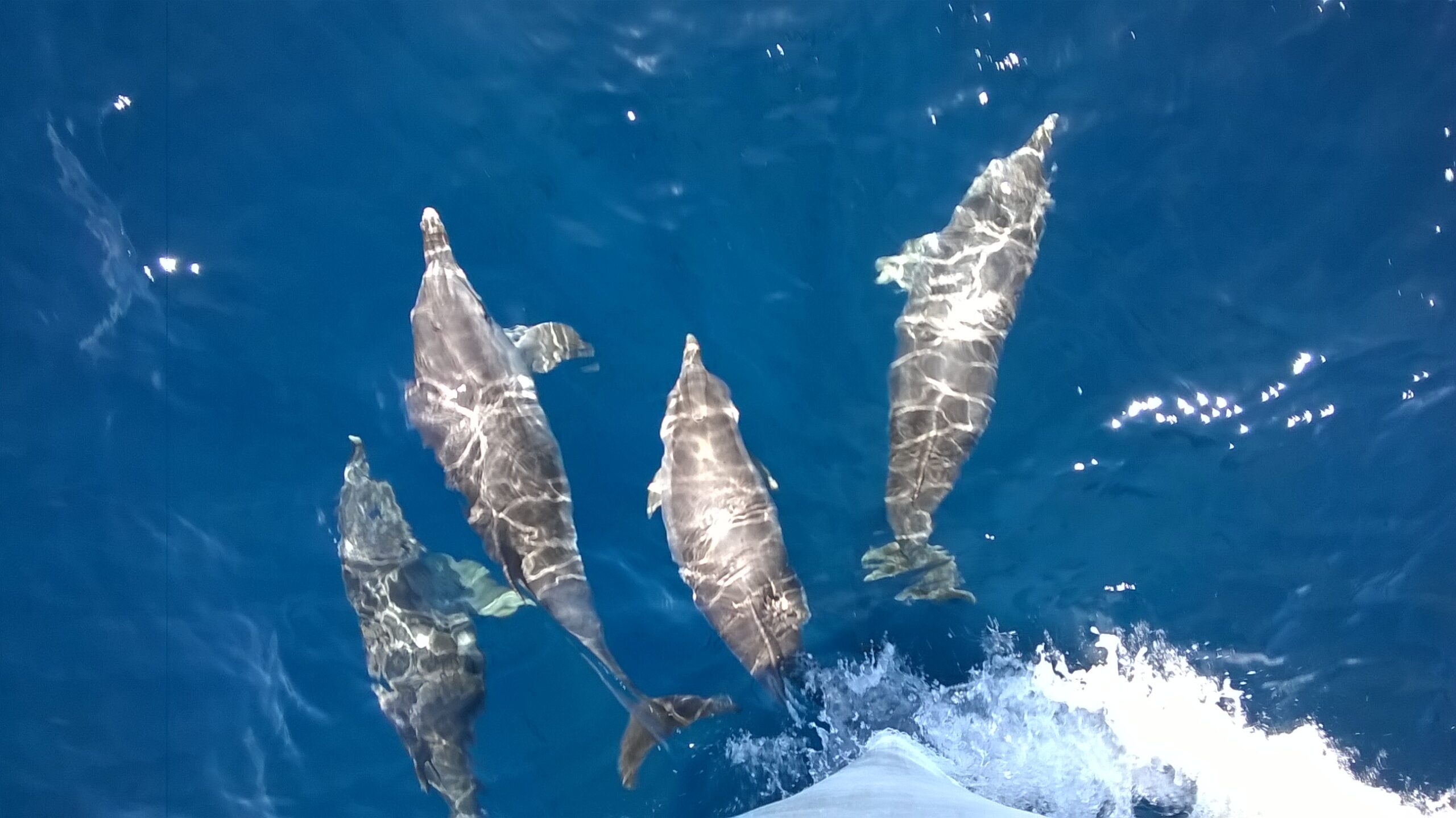 delfines moteados