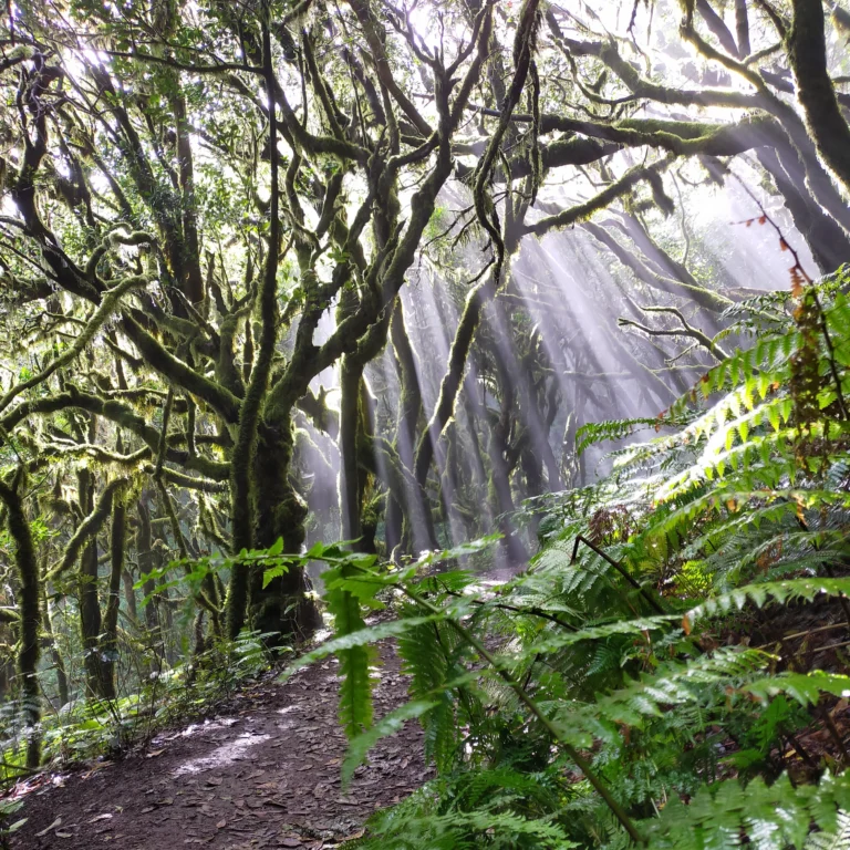 AV Trekking itinerante La Gomera de 3 días
