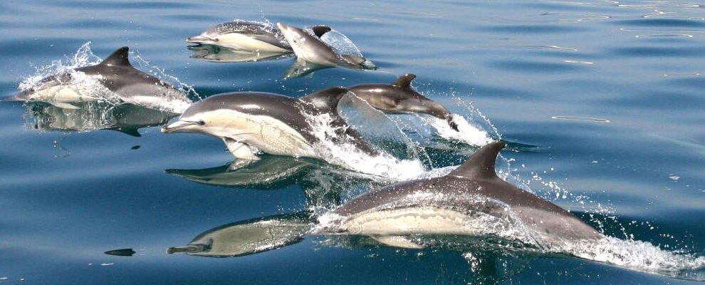 common_dolphin_02-f3400c1a