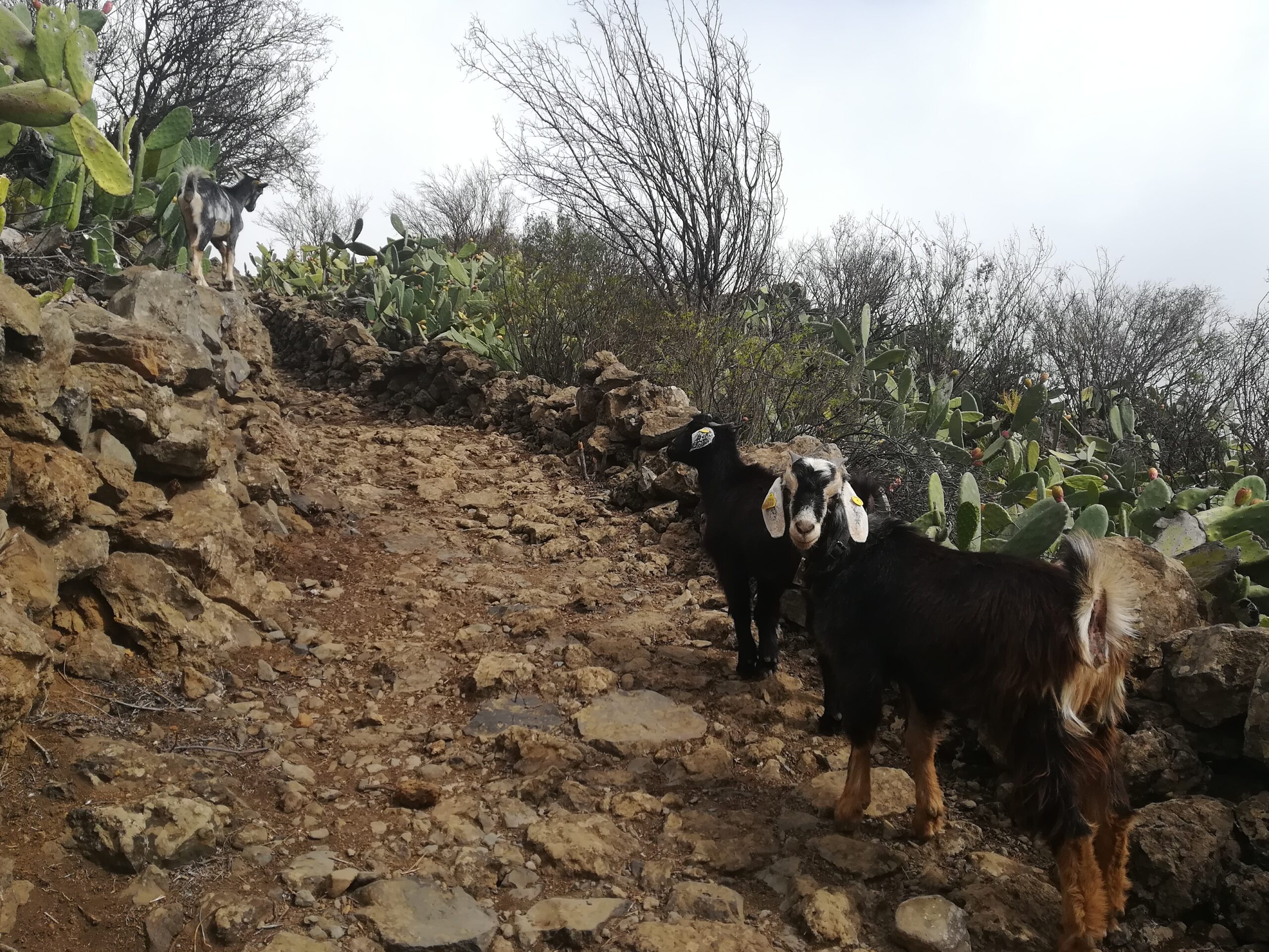 El hierro Timijiraque