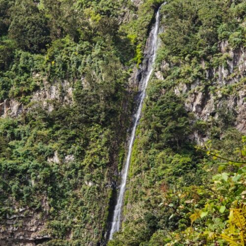 El Cedro, Garajonay