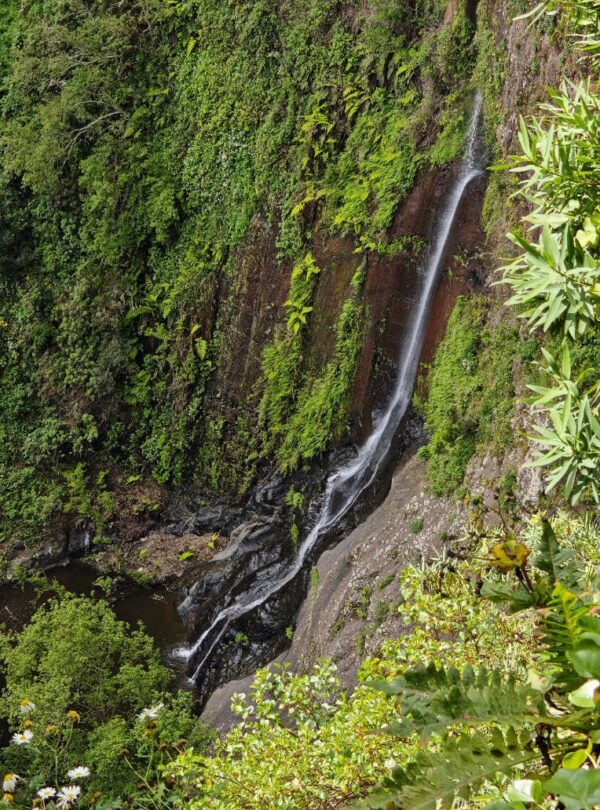 El Cedro, Garajonay