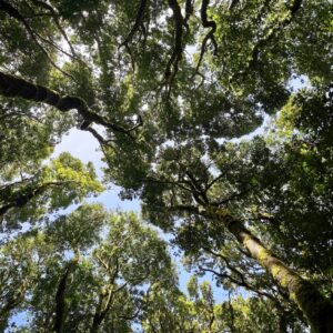 El Cedro, Garajonay