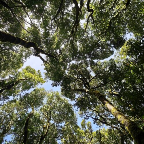 El Cedro, Garajonay