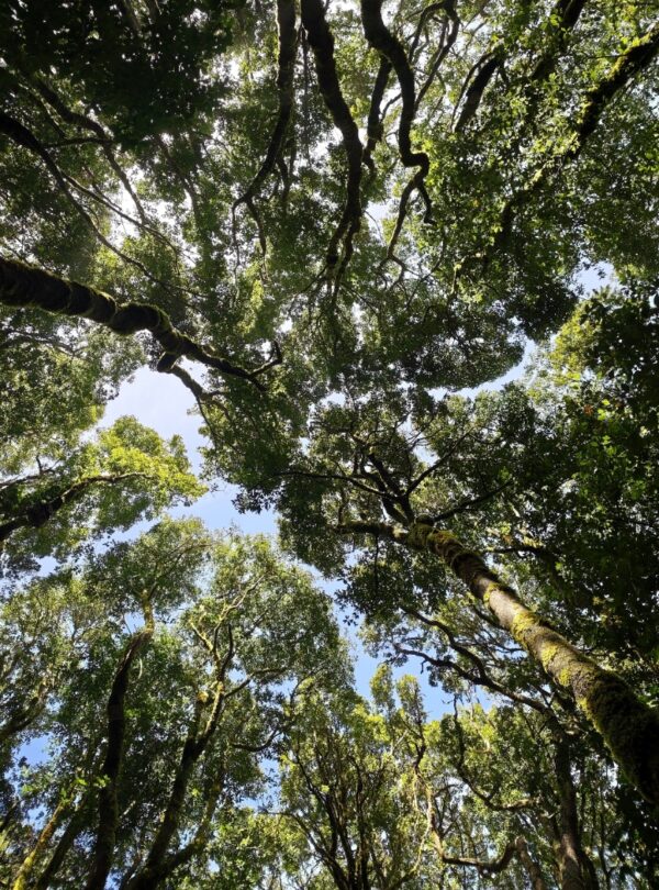 El Cedro, Garajonay