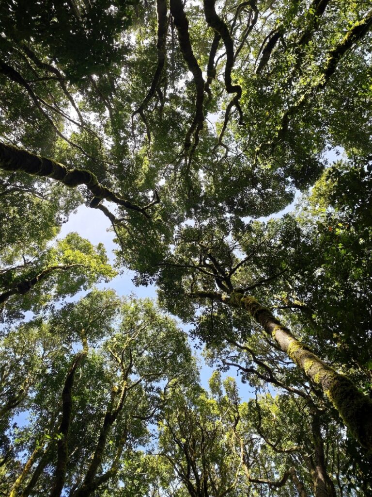 El Cedro, Garajonay