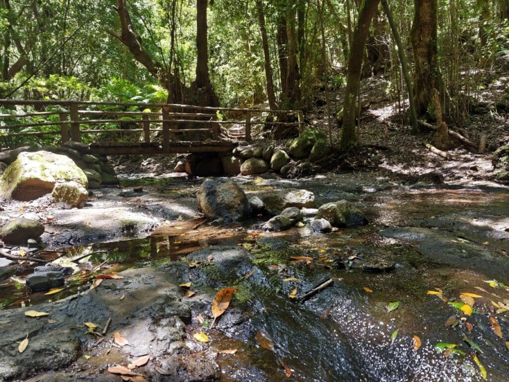 El Cedro, Garajonay