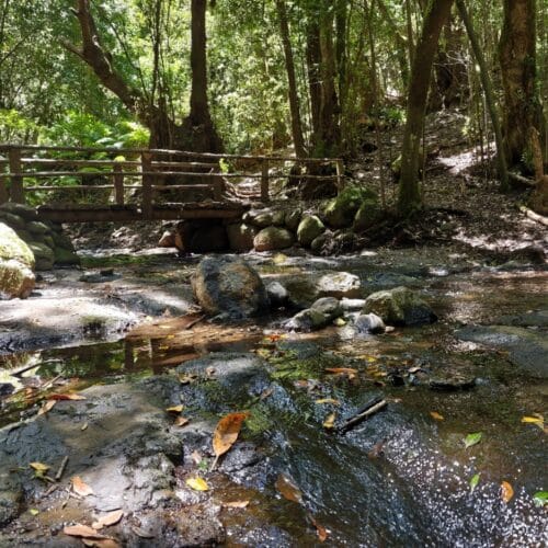 El Cedro, Garajonay