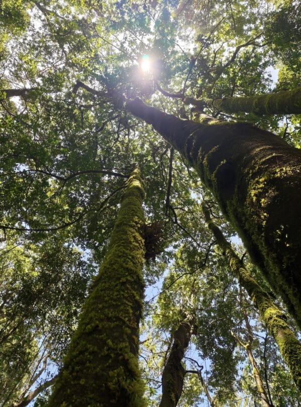 El Cedro, Garajonay