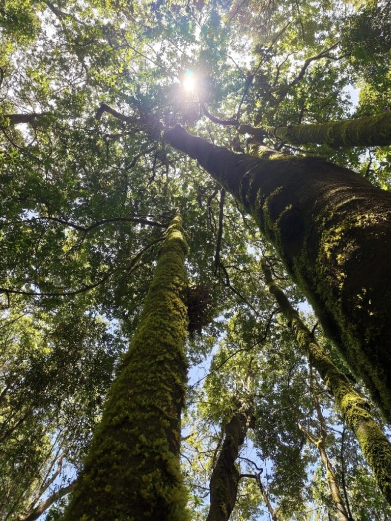 El Cedro, Garajonay