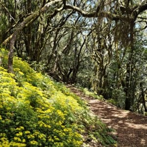 El Cedro, Garajonay