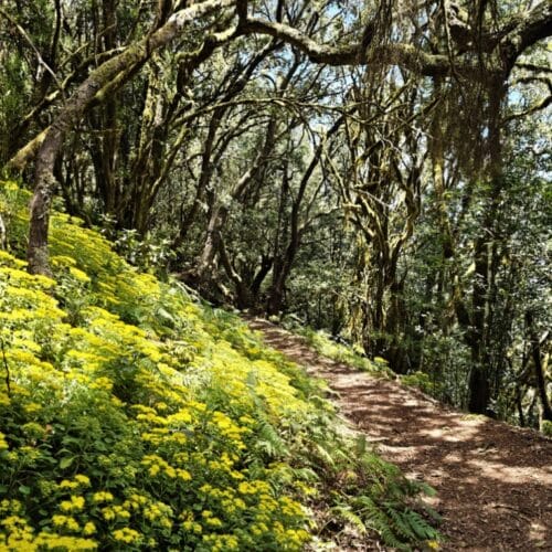 El Cedro, Garajonay