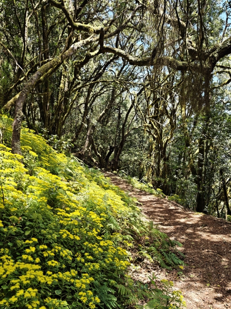 El Cedro, Garajonay