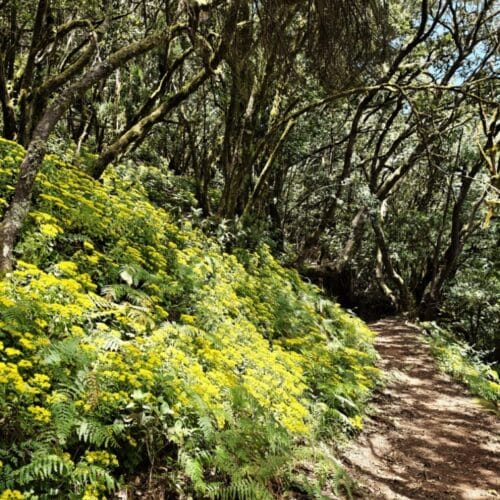 El Cedro, Garajonay