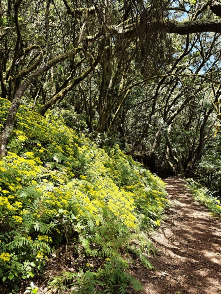 El Cedro, Garajonay