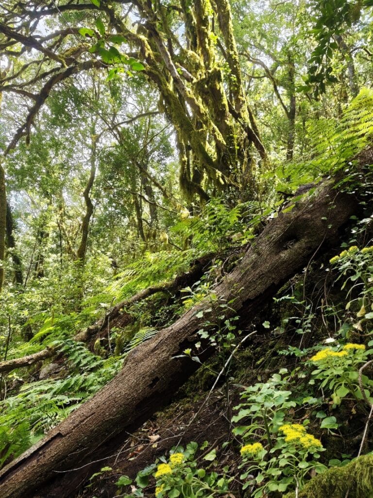 El Cedro, Garajonay