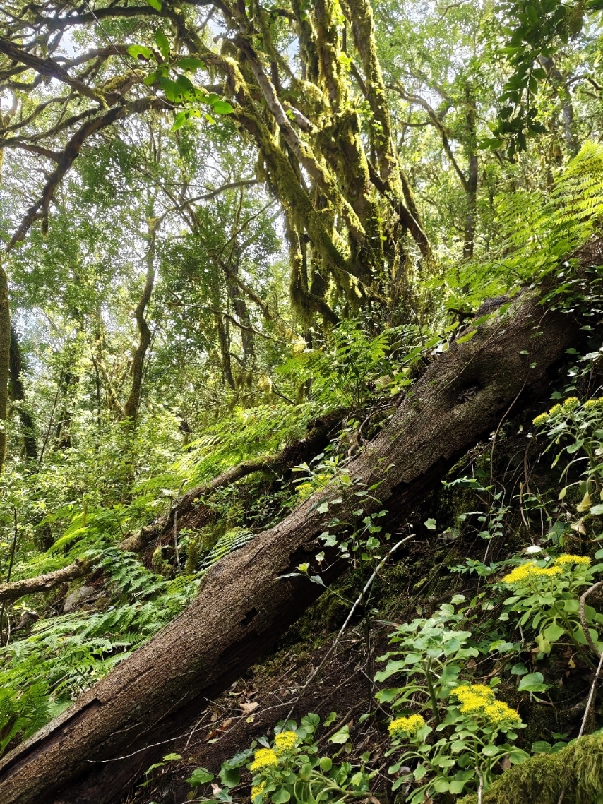 El Cedro, Garajonay