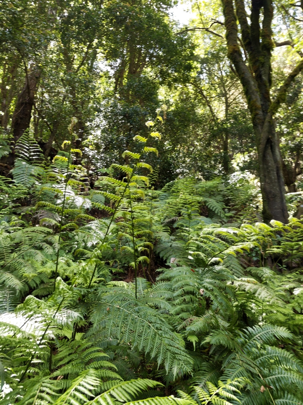 El Cedro, Garajonay