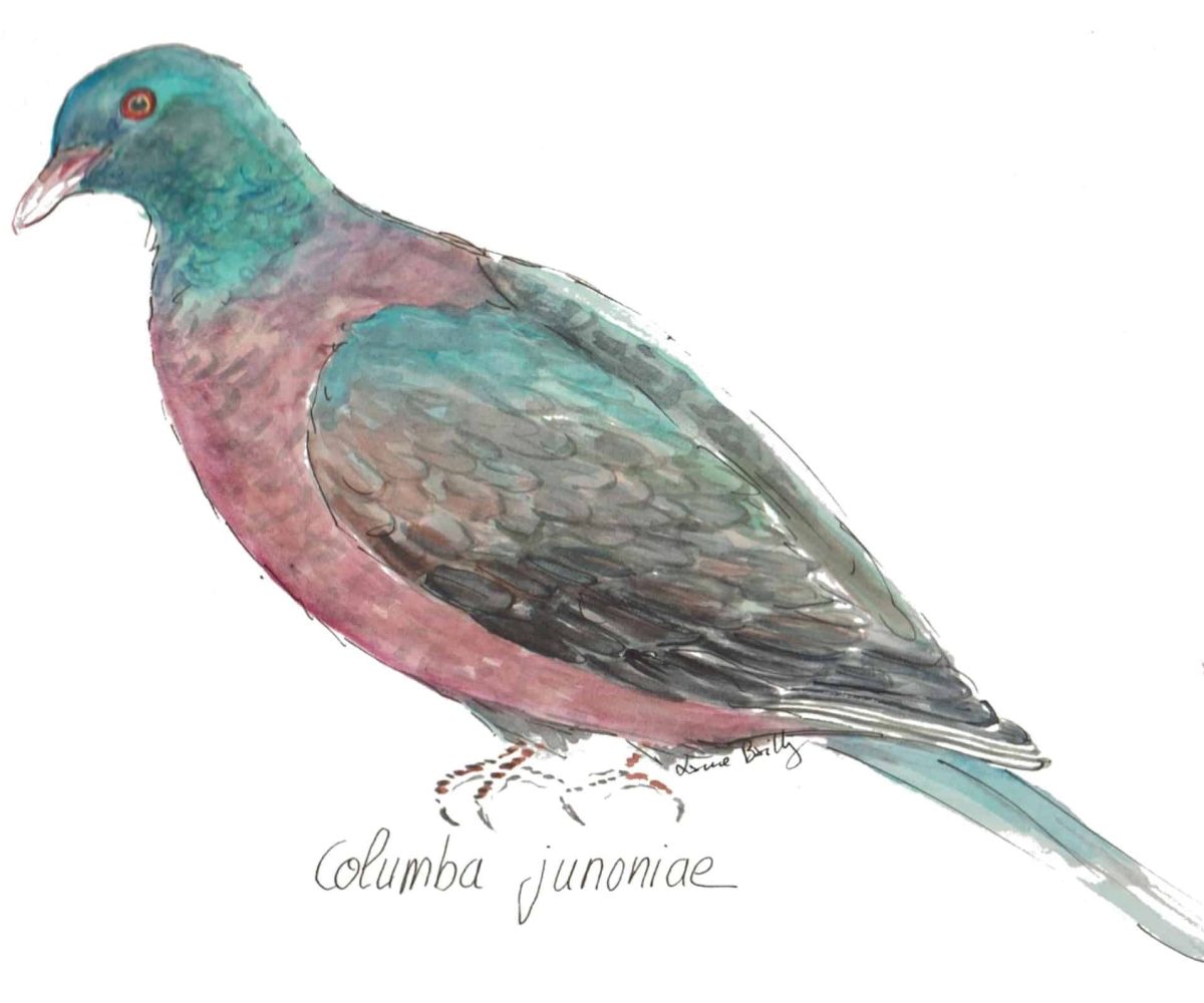 Columba junoniae
